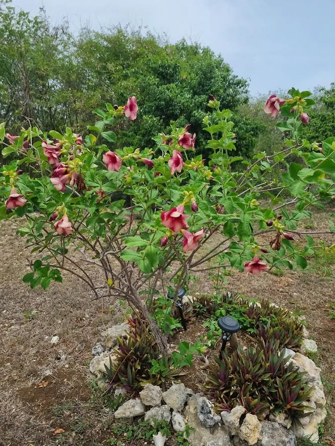 Villa Fleur d'Hibiscus à Saint-Louis