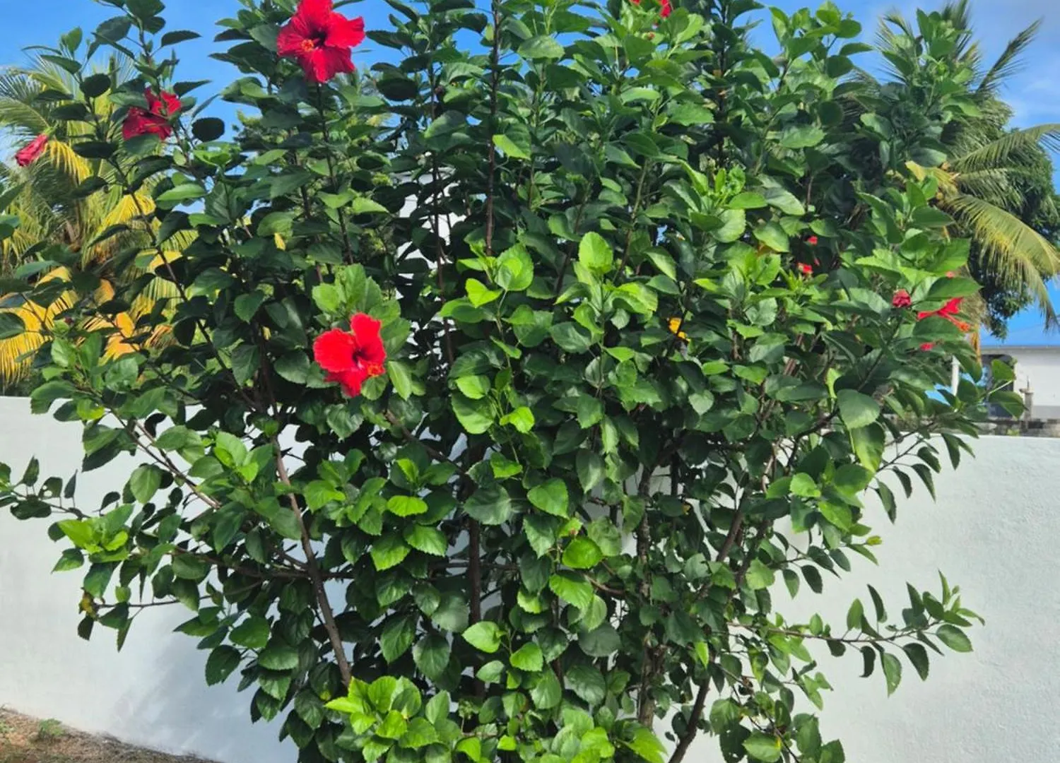 Fleur D'Hibiscus Villa Saint-Louis 0*,