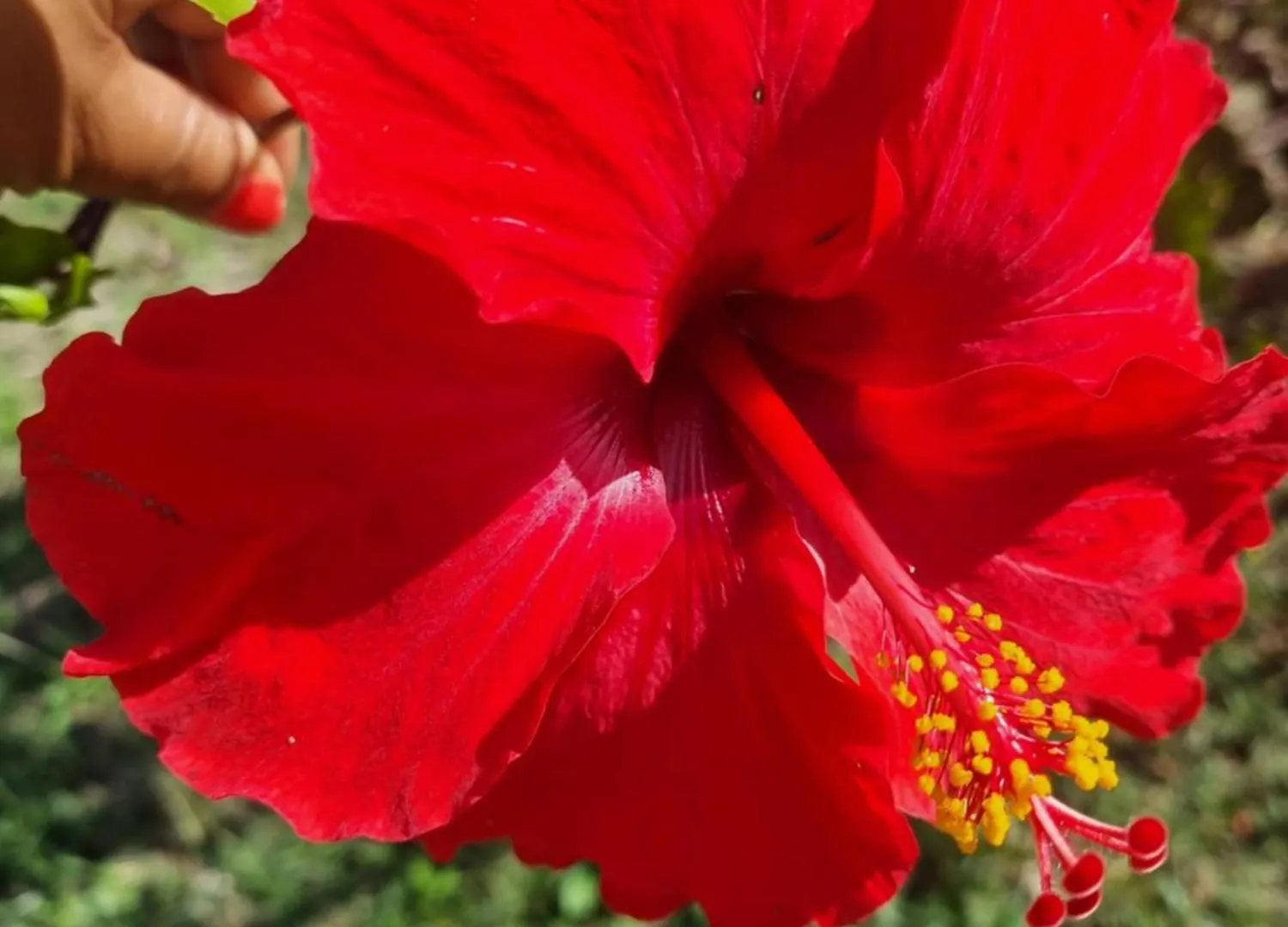 Villa Fleur D'Hibiscus Saint-Louis